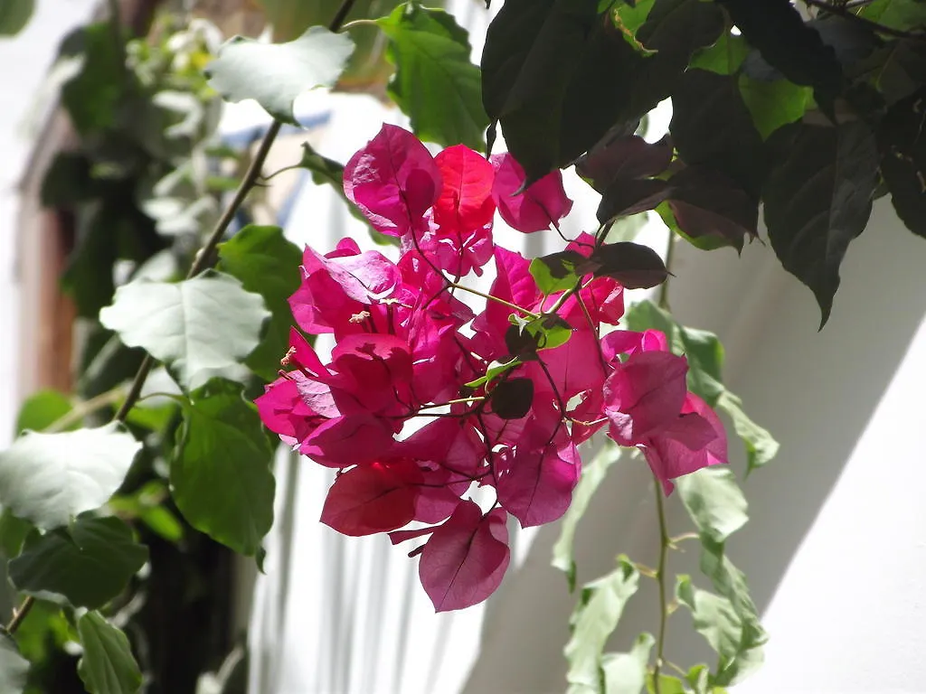 Riad Les Bougainvilliers Marrakesch