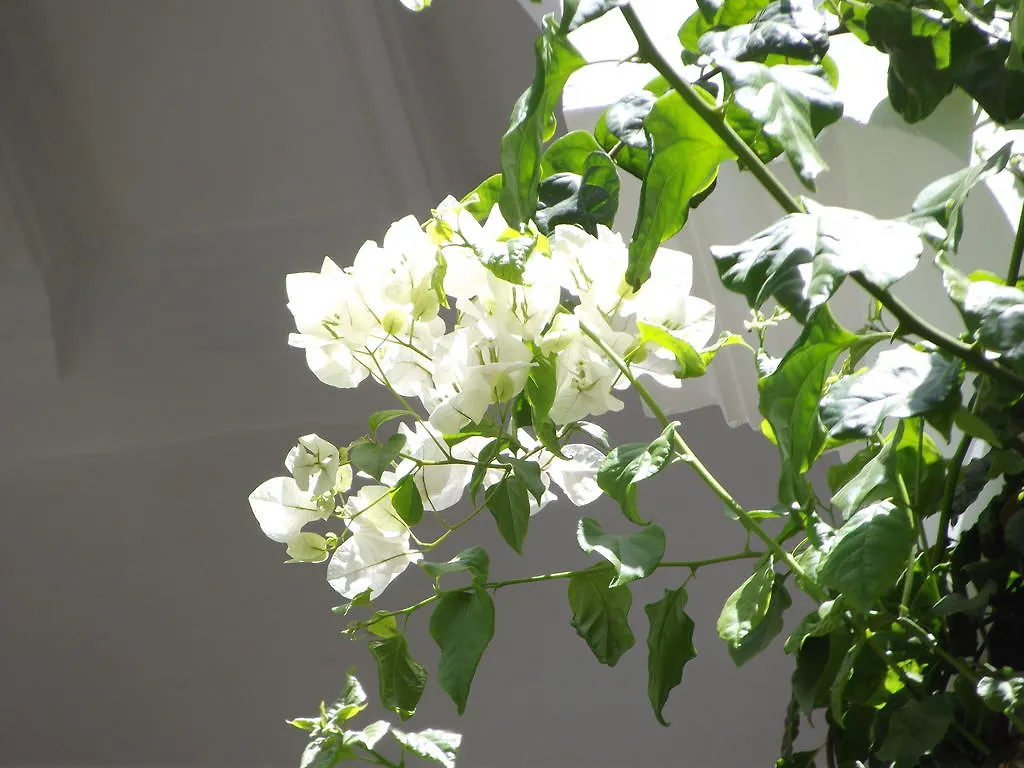 Riad Les Bougainvilliers Marrakesh